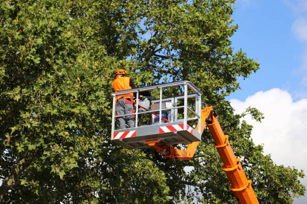 Best Tree Trimming and Pruning  in Galion, OH