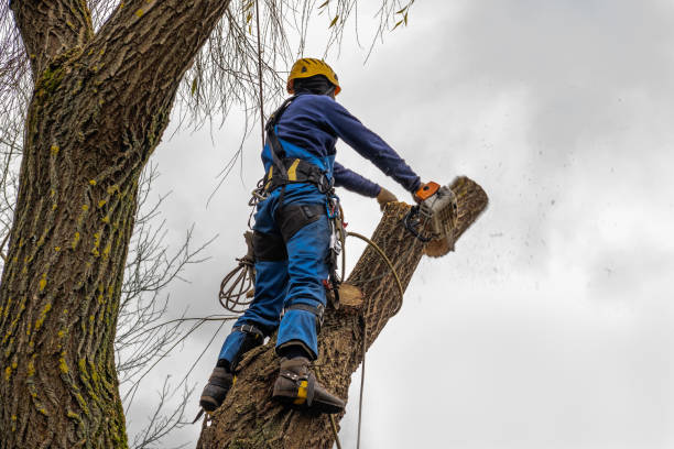 Best Firewood Processing and Delivery  in Galion, OH