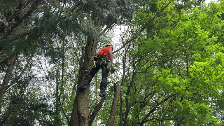 Best Tree Removal  in Galion, OH